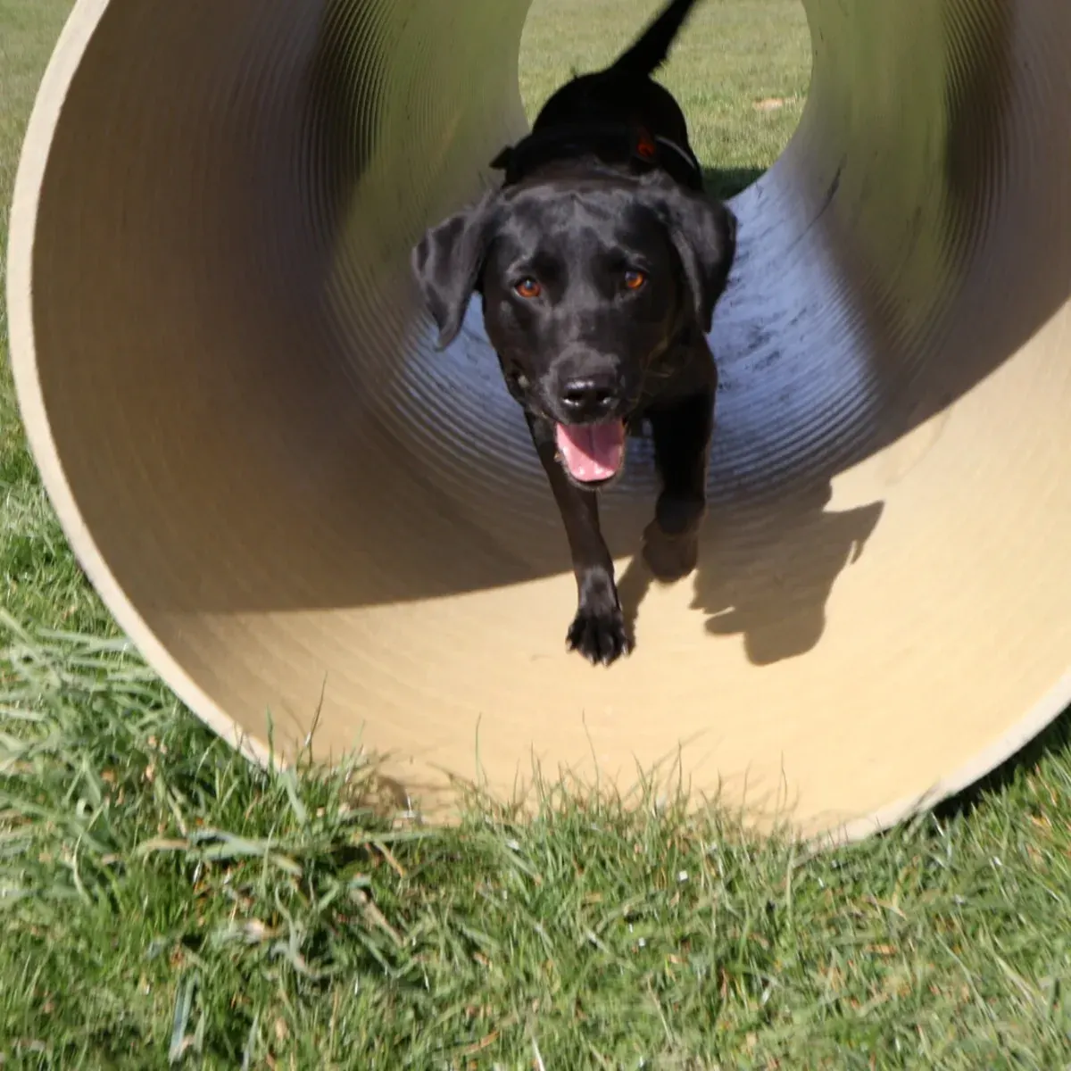 Agility Tunnel und Hindernisparcours auf dem Hundeplatz Hof