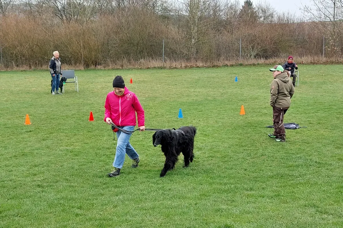Konzentriertes Hundetraining beim Hundeverein Dogfriends Hof