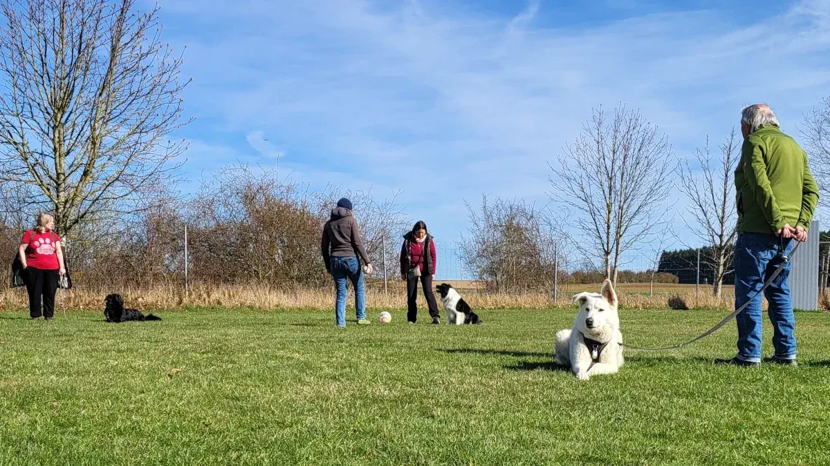Weitläufiges Gelände des Hundeverein Dogfriends Hof in Wölbattendorf