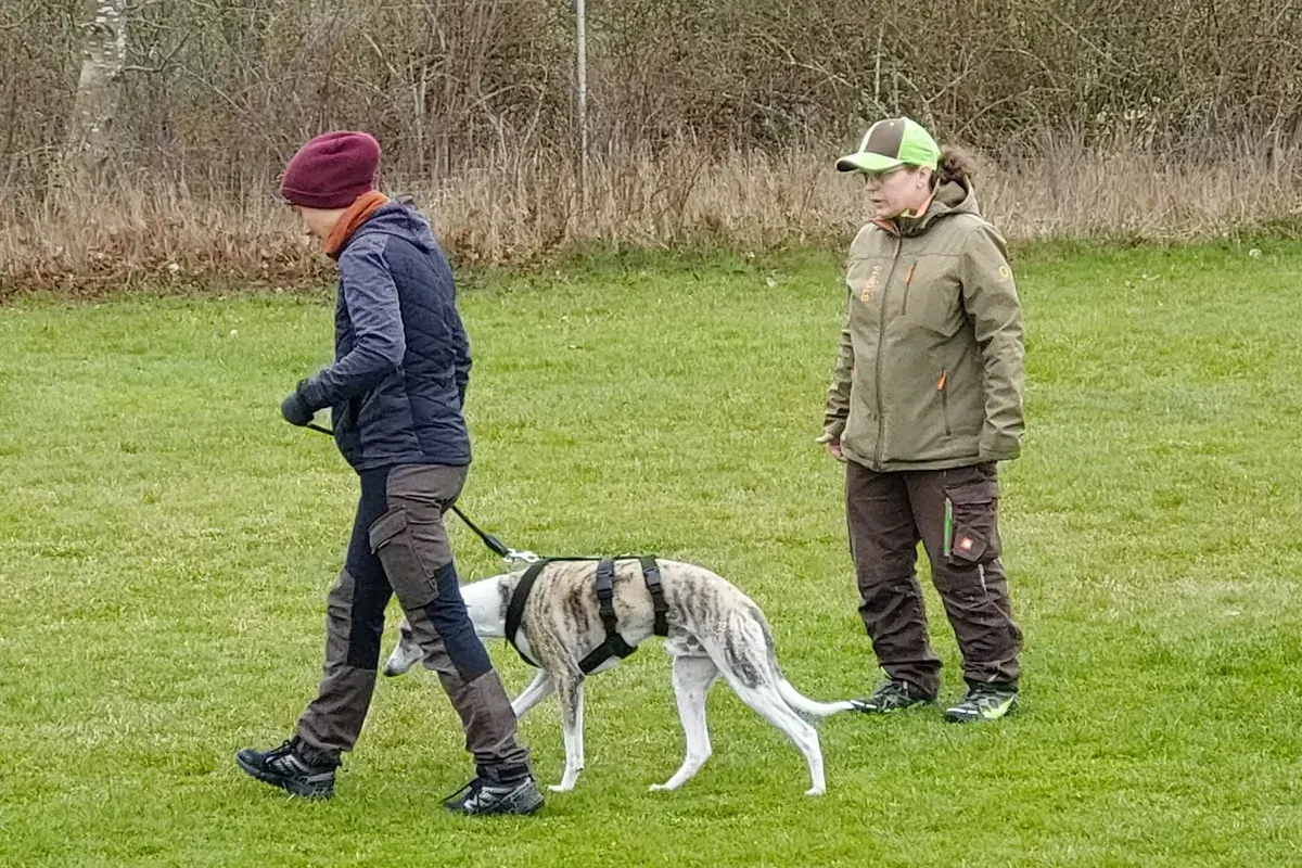 Gemeinsames Training im Team beim Hundeverein Hof