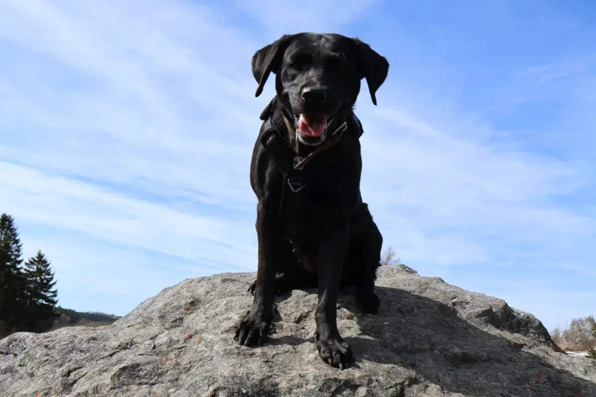 Erfolgreiches Training beim Hundeverein Hof – Hund auf Felsen