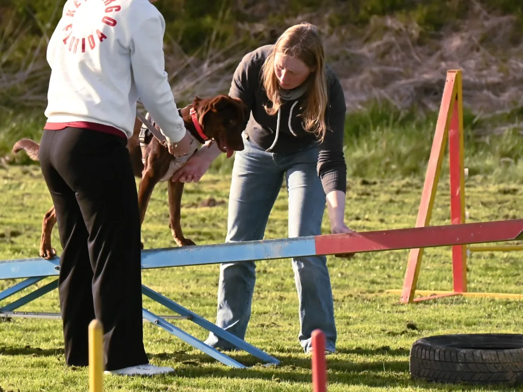 Sonja Egelkraut, Tail Titans – Hundetraining mit Sonja Egelkraut: Hundetrainerin begleitet einen Hund über einen Balancebalken auf dem Hundeplatz in Hof-Wölbattendorf